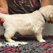 DON VITO GRIGIO Aurum von Pless