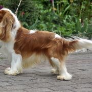 DON'T WORRY Sylena 2