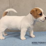 DORA Herbu Piorun (FCI)