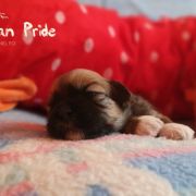 DORJEE PASSANG The Tibetan Pride /FCI/