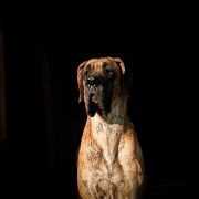 DOSIA Warrior Queen 2