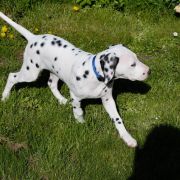 Draco Margulio Sapnas