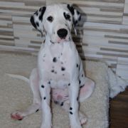 Draco Margulio Sapnas