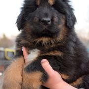 DRAGE BALERION Airawata