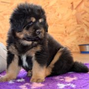 DRAGE RHAEGAL Airawata