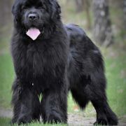 Drahma Beautiful Great Dane FCI