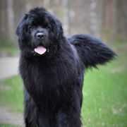 Drahma Beautiful Great Dane FCI