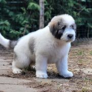 DREAM OF ATHOS Collis Amores 2