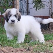 DREAM OF ATHOS Collis Amores 3