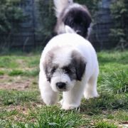 DREAM OF ATHOS Collis Amores 4