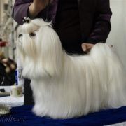 Dream One's Maltezzi 2