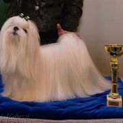 Dream One's Maltezzi 3