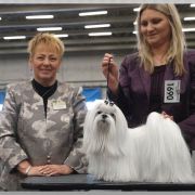 Dream One's Maltezzi 4