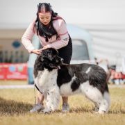 DREAMS COME TRUE Alhaboom 