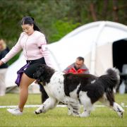 DREAMS COME TRUE Alhaboom 