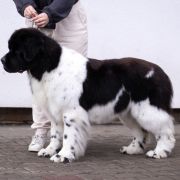 DREAMS COME TRUE Alhaboom 