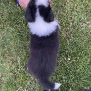 Drink Jodłowy Border