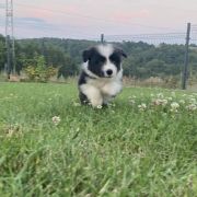 Drink Jodłowy Border