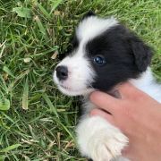 Drink Jodłowy Border