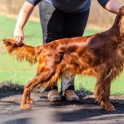 Duma Russella (FCI) Sky Is Not The Limit 2