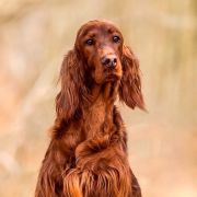 Duma Russella (FCI) Sky Is Not The Limit 3