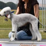 DUMBLEDORE Iz Moskovskoy Bemty - GANDI