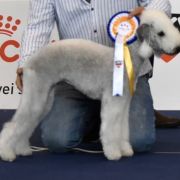 DUMBLEDORE Iz Moskovskoy Bemty - GANDI