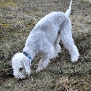 DUMBLEDORE Iz Moskovskoy Bemty - GANDI