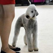 DUMBLEDORE Iz Moskovskoy Bemty - GANDI