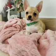 DUNCAN z Dorzecza FCI 