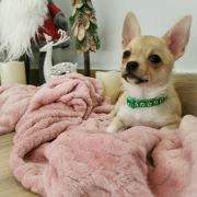 DUNCAN z Dorzecza FCI 