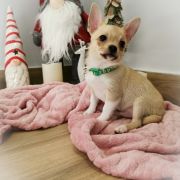 DUNCAN z Dorzecza FCI 