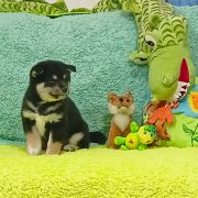 Miot Z - Dwa Węgielki 