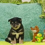 Miot Z - Dwa Węgielki 