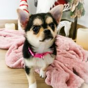 DYANNA z Dorzecza FCI 