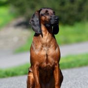 Dziara z Krainy Przodków FCI 2