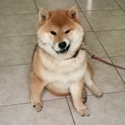 E - Dwie bułeczki i rogalik 