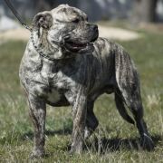 E.FALCOR R.J.Osanna FCI 