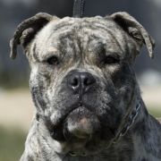 E.FALCOR R.J.Osanna FCI 2