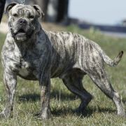 E.FALCOR R.J.Osanna FCI 3