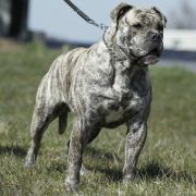 E.FALCOR R.J.Osanna FCI 4