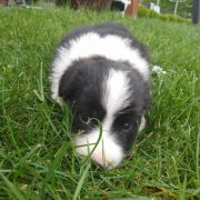 Zozola Jodłowy Border