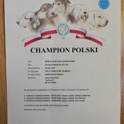 NORTS PEARL TIKA WITHER DROP 