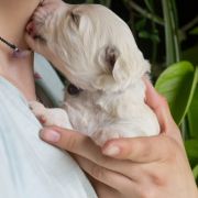 ROYAL JELLY Tempus Ad Miraculum