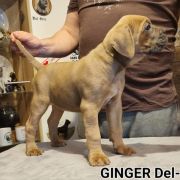 GINGER