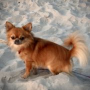 DANTE Perła Nieporętu 