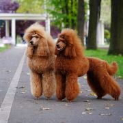 Pudel duży płowy, czerwony, aprikot 