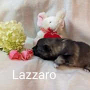 LAZZARO Shaggy Fluff