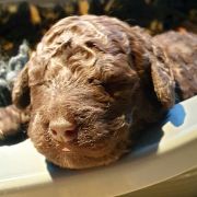 BORA BORA Pies de Perro (FCI)