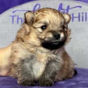 YOUR DESTINY the Scarlet Hill